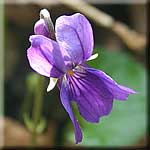 Viola odorata, Blüte von vorn