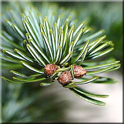 Abies alba, Zweigspitze