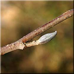 Alnus glutinosa, Knospe