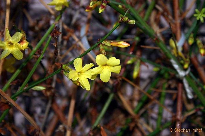 Jasminum nudiflorum, Blüte