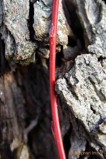 Salix alba 'chermesina'