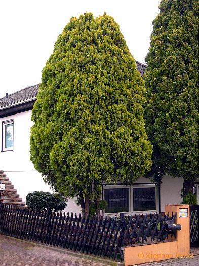 Thuja orientalis, Habitus