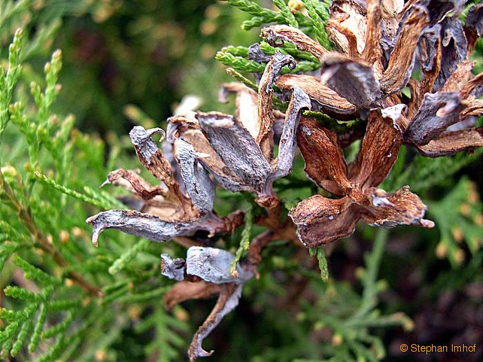 Thuja orientalis, Zapfen