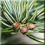 Abies alba, Zweigspitze