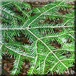 Abies grandis, Zweig