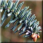 Abies pinsapo, Zweig