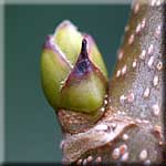 Acer pseudoplatanus, Seitenknospen