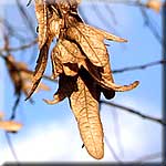 Carpinus betulus, Frucht