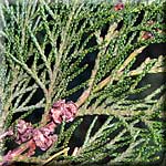 Chamaecyparis lawsoniana, Zweig mit Zapfen