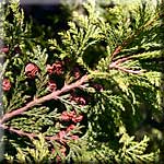 Chamaecyparis pisifera, Zweig mit Zapfen