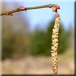 Corylus avellana, männlicher Blütenstand