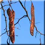 Gleditsia triacanthos, Frucht