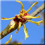 Hamamelis mollis, (Winter)-Blüte