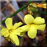 Jasminum nudiflorum, Blüte
