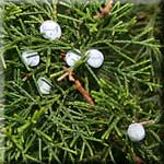 Juniperus virginiana, Zweig mit Zapfen