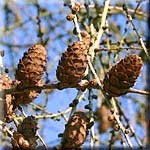 Larix decidua, Zapfen