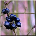 Ligustrum vulgare, Frucht