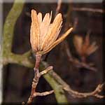 Liriodendron tulipifera, Frucht