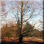 Metasequoia glyptostroboides, Winteraspekt