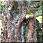 Metasequoia glyptostroboides, Stamm