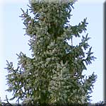 Picea omorica, Habitus