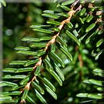 Picea orientalis, Zweig