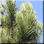 Pinus nigra, Habitus