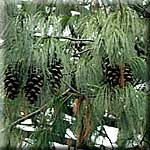 Pinus wallichiana, Zweig mit Zapfen