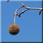 Platanus x hispanica, Frucht