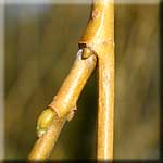 Salix alba 'tristis', hängender Zweig mit Knospe
