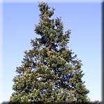 Sequoiadendron giganteum, Habitus