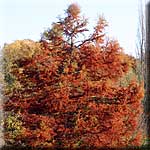 Taxodium distichum, Herbstaspekt