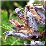 Thuja orientalis, Zapfen