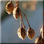 Tilia x vulgaris, Frucht