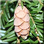 Tsuga canadensis, Zapfen