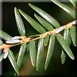 Tsuga canadensis, Zweig