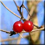 Viburnum opulus, Frucht