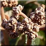 Viburnum rhytidophyllum, Blütenknospen