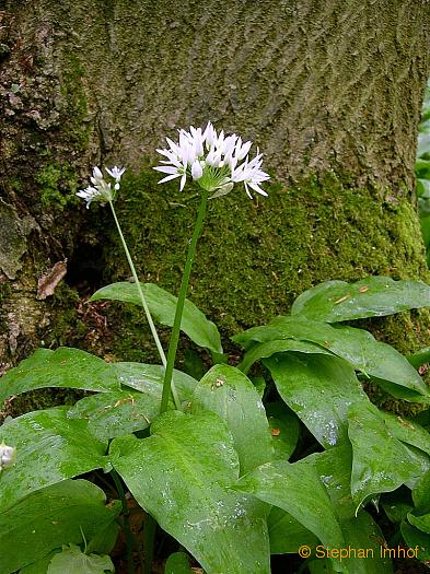 allium_ursinum