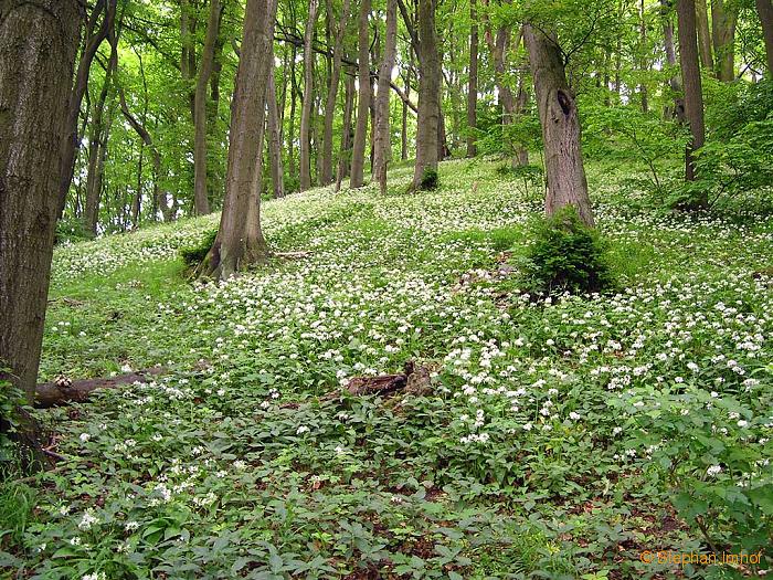 allium_ursinum_aspekt