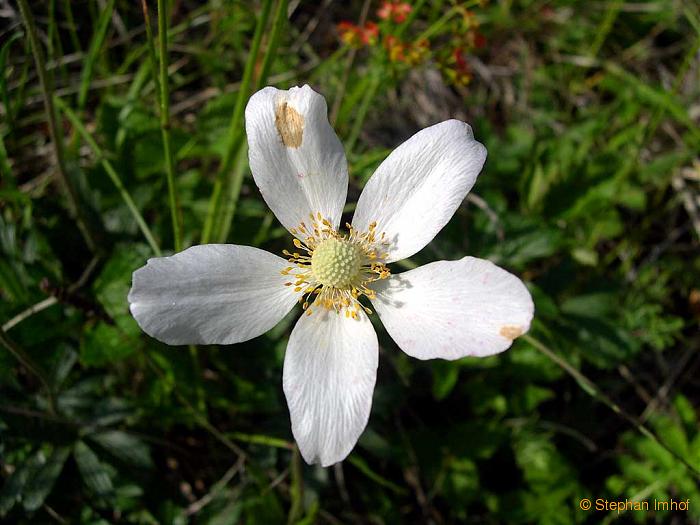 anemone_sylvestris_bluete