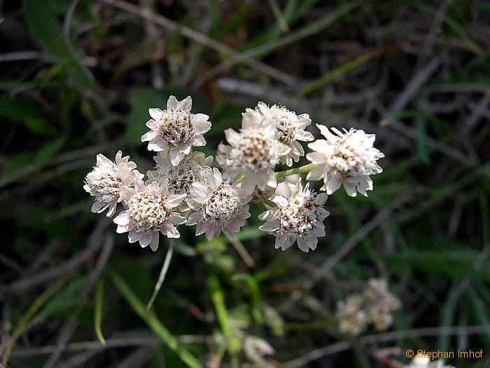 antennaria_dioica_maennl