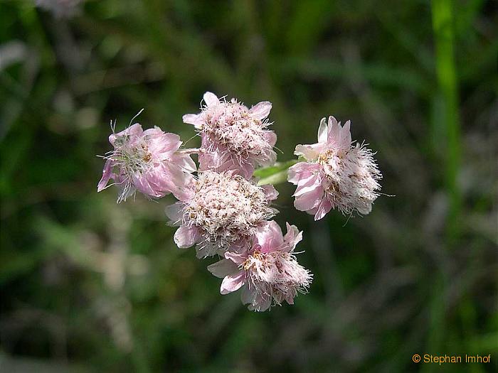 antennaria_dioica_weibl