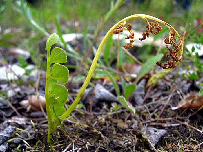 botrychium_lunaria