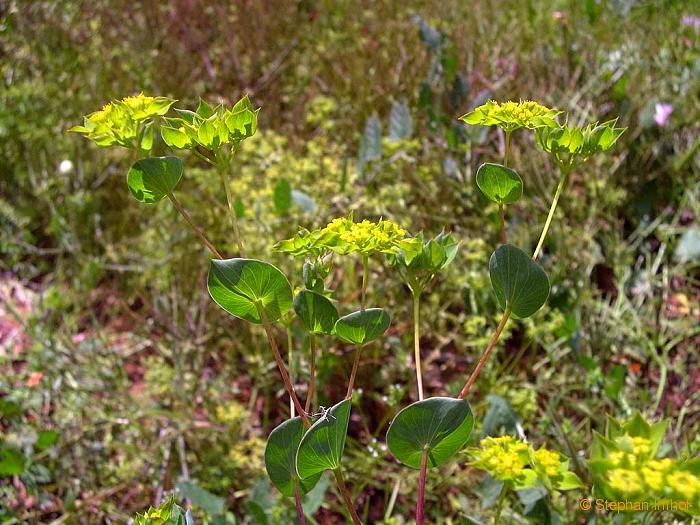 bupleurum_rotundifolium1