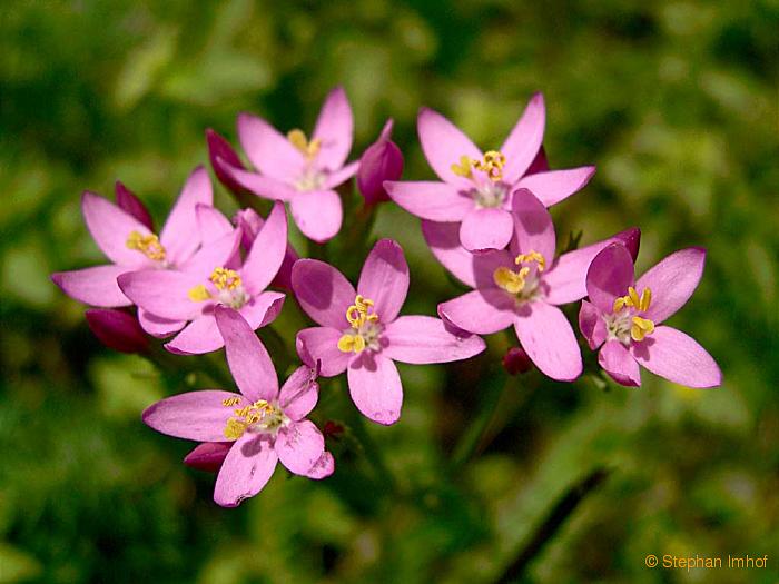 centaurium_erythraea_bluete