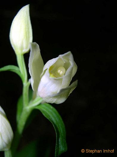 cephalanthera_damasonium_bluete