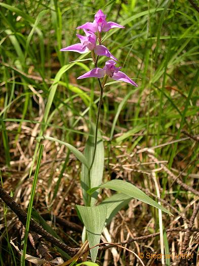 cephalanthera_rubra1