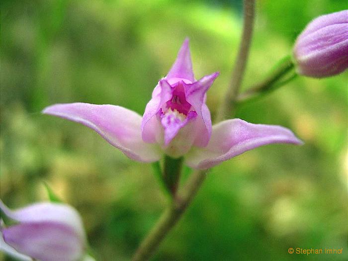 cephalanthera_rubra_bluete