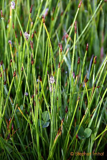 Eleocharis palustris